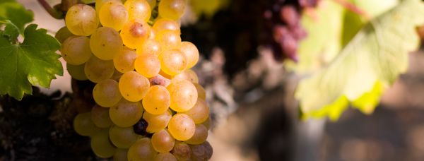 furmint grape